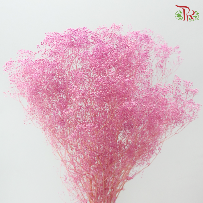 Preserved Mini Baby's Breath - Purple Pink