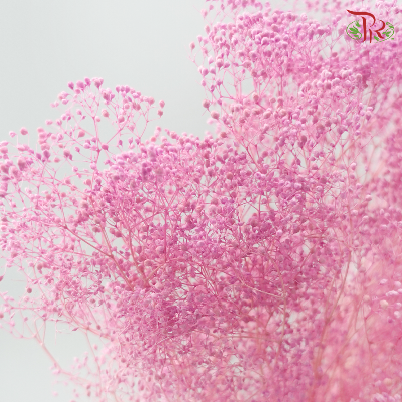 Preserved Mini Baby's Breath - Purple Pink