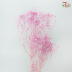 Preserved Mini Baby's Breath - Purple Pink