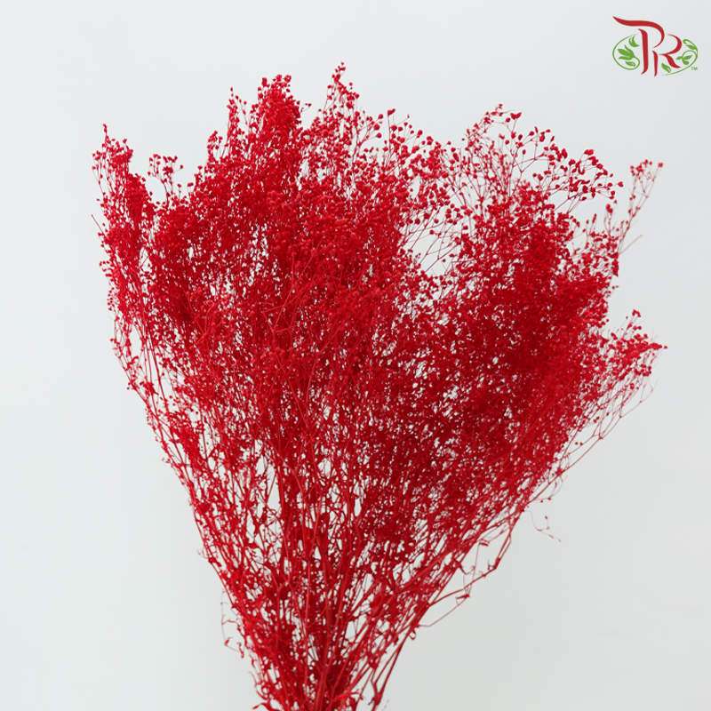 Preservative Mini Baby's Breath - Red