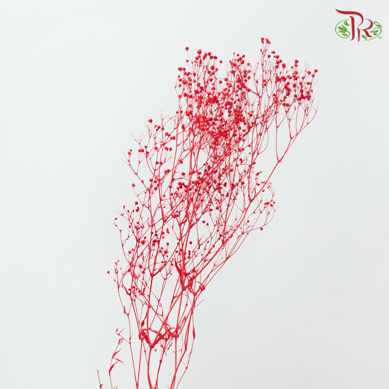Preservative Mini Baby's Breath - Red