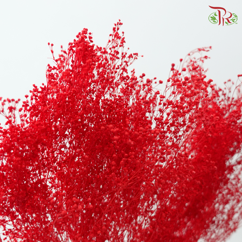 Preservative Mini Baby's Breath - Red