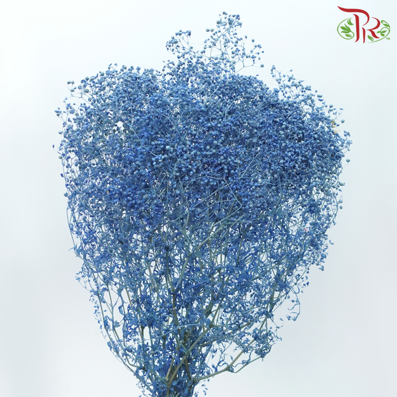 Preserved Baby's Breath - Blue 2