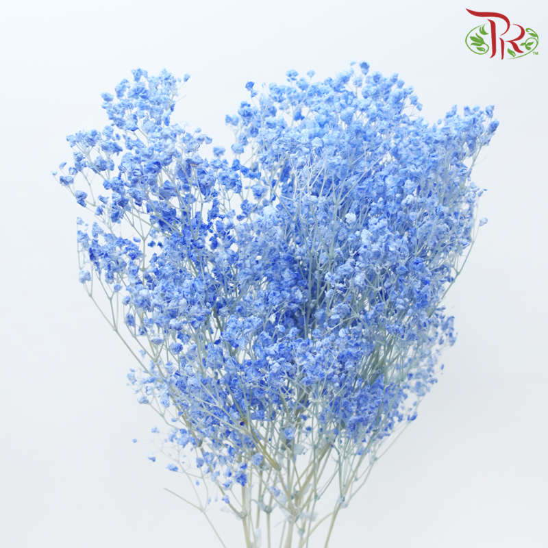 Baby's Breath Preservative - Light Blue