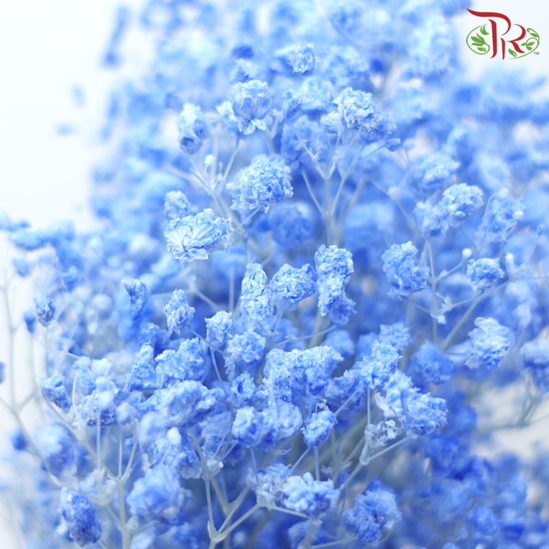 Baby's Breath Preservative - Light Blue