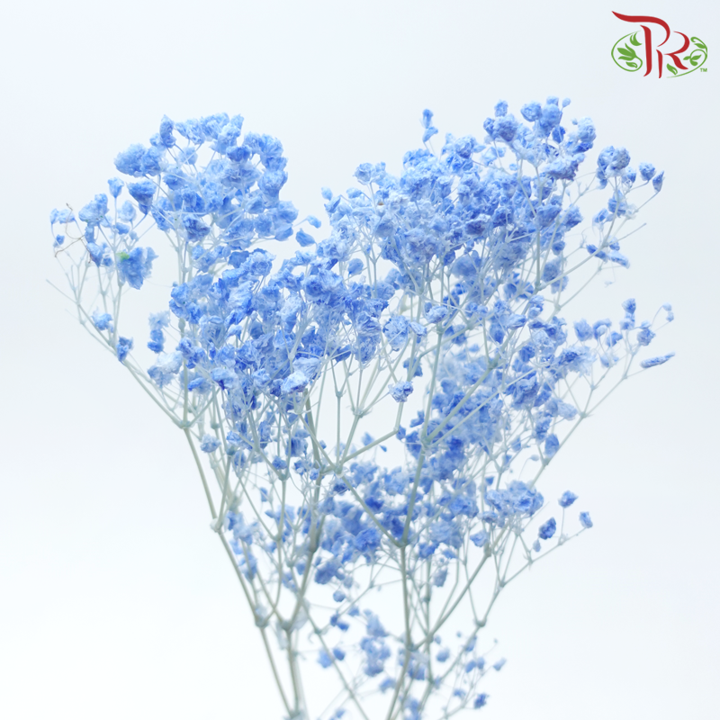 Baby's Breath Preservative - Light Blue