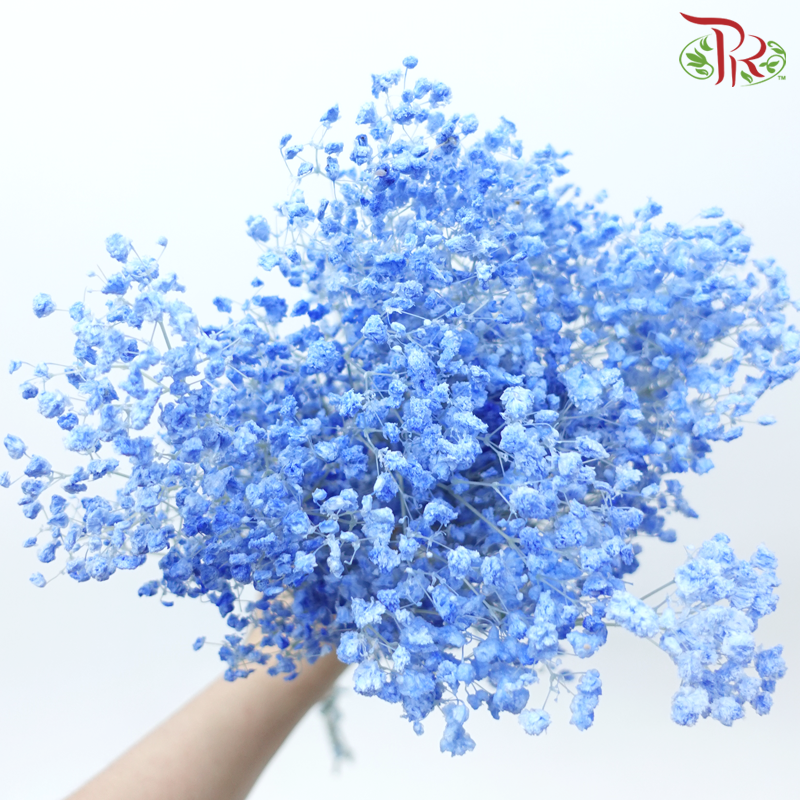 Baby's Breath Preservative - Light Blue