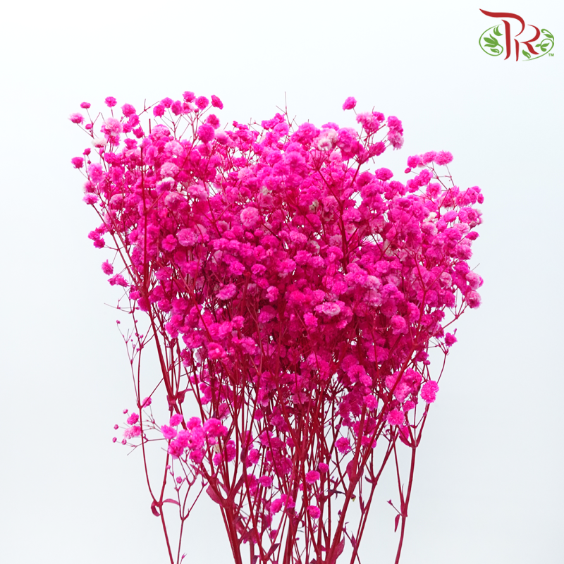 Preserved Baby's Breath - Hot Pink