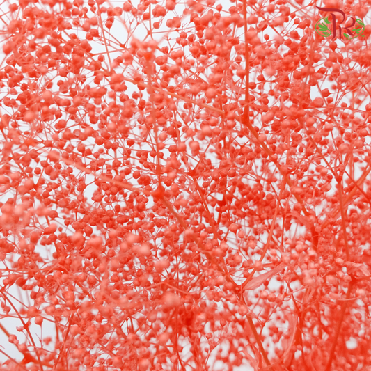 Preserved Baby's Breath - Light Red (Per Bunch)