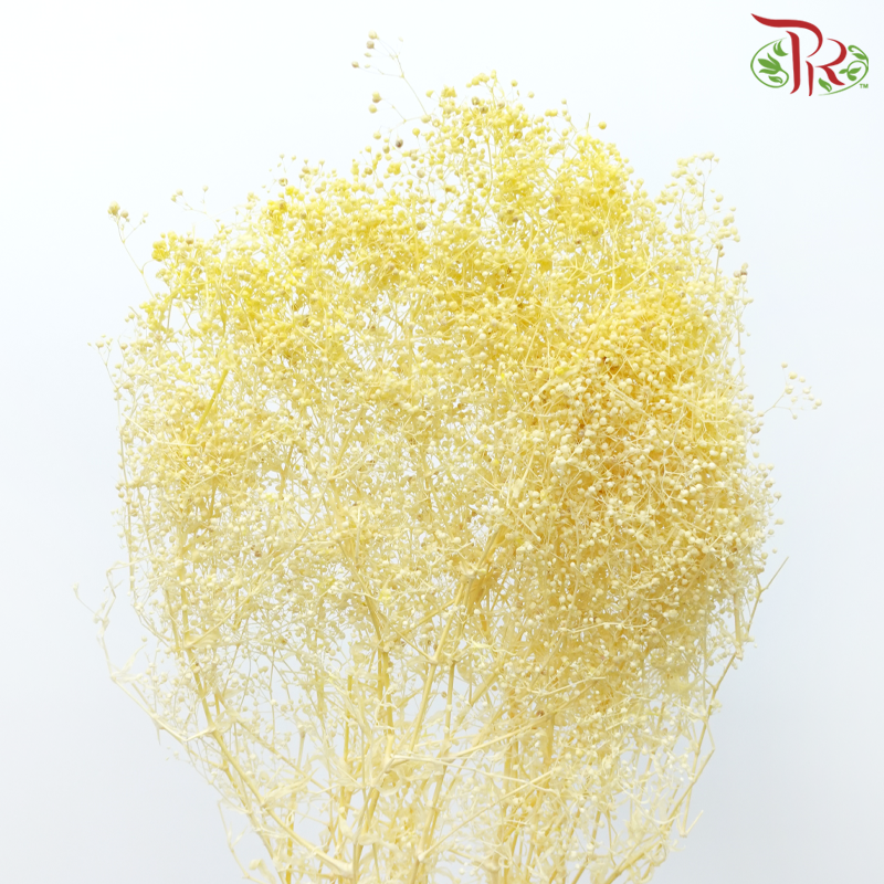 Preserved Baby's Breath - Light Yellow
