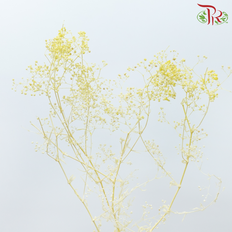 Preserved Baby's Breath - Light Yellow