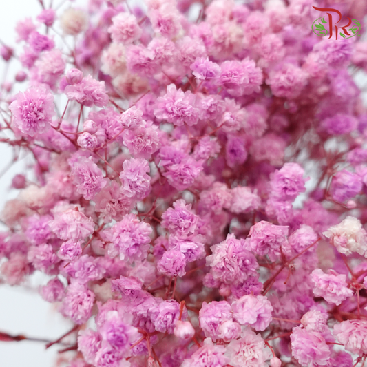 Preserved Baby's Breath - Pink Lilac