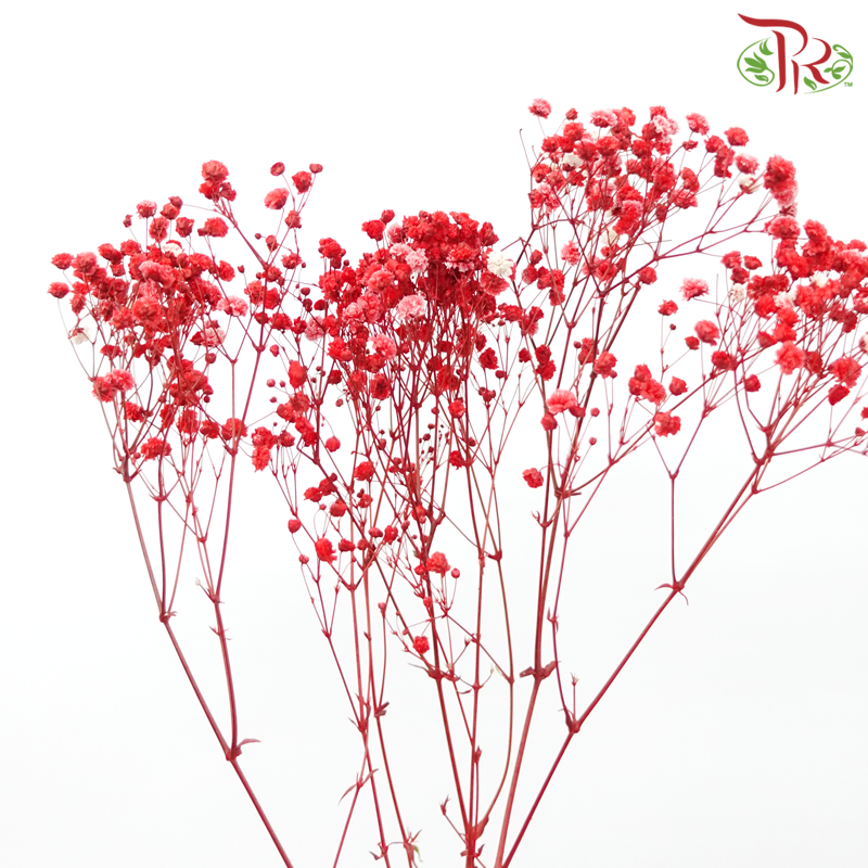 Preserved Baby's Breath- Red