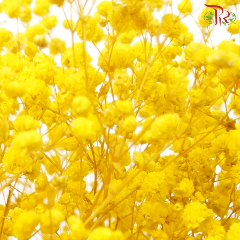 Preserved Baby's Breath - Mikado Yellow