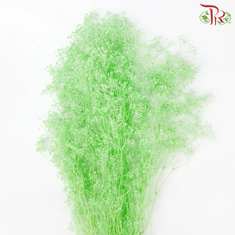 Preserved Mini Baby's Breath - Spring Green