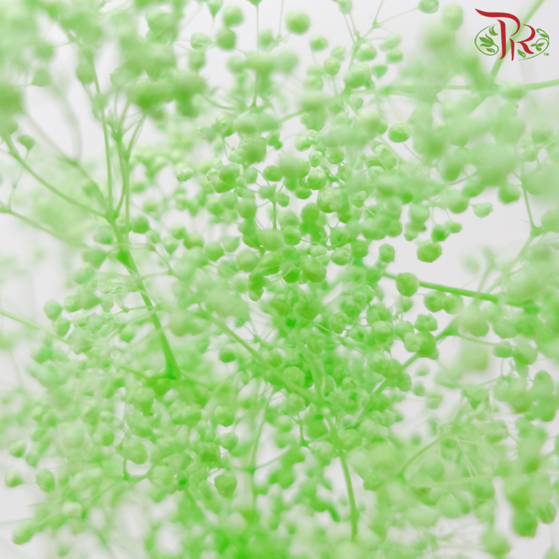 Preserved Mini Baby's Breath - Spring Green