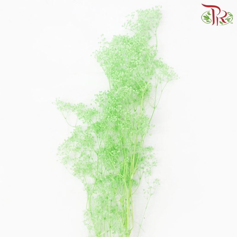 Preserved Mini Baby's Breath - Spring Green