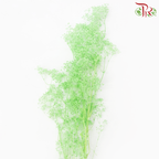 Preserved Mini Baby's Breath - Spring Green