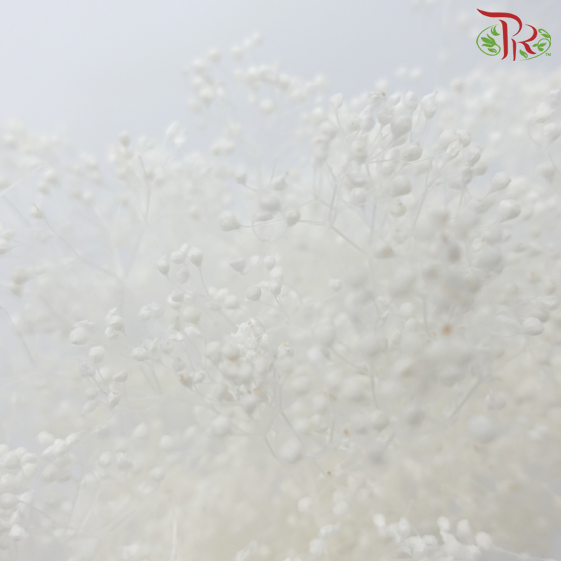 Preserved Mini Baby's Breath - White