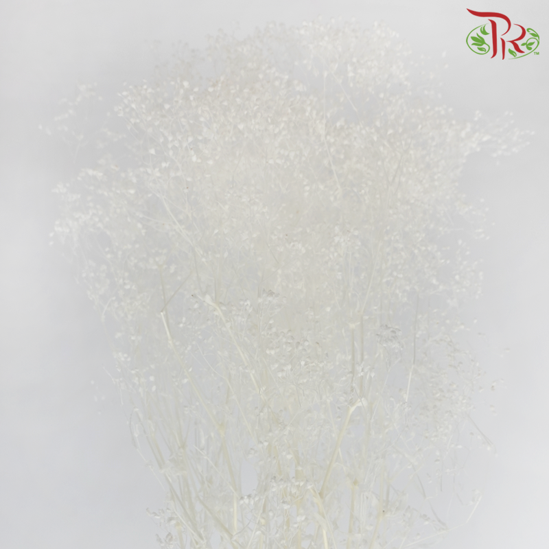 Preserved Mini Baby's Breath - White