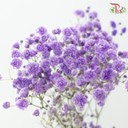 Baby's Breath Dyed - Amethyst Purple (0.4-0.5kg)