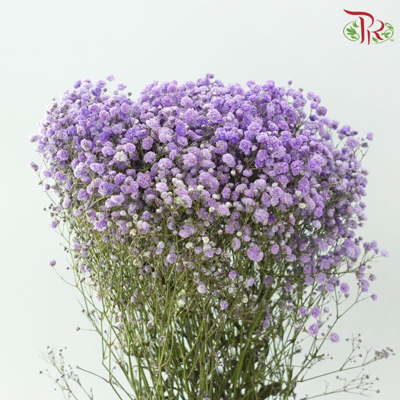 Baby's Breath Dyed - Amethyst Purple (0.4-0.5kg)