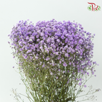 Baby's Breath Dyed - Amethyst Purple (0.4-0.5kg)