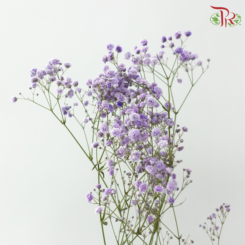 Baby's Breath Dyed - Amethyst Purple (0.4-0.5kg)