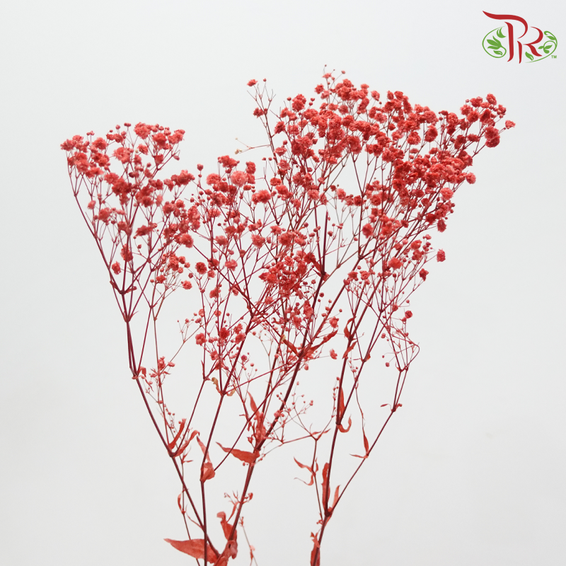 Preserved Baby's Breath - Soft Red