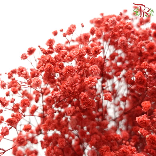 Preserved Baby's Breath - Soft Red