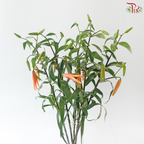 Lancifolium (2/3+) - Orange (5 Stems)