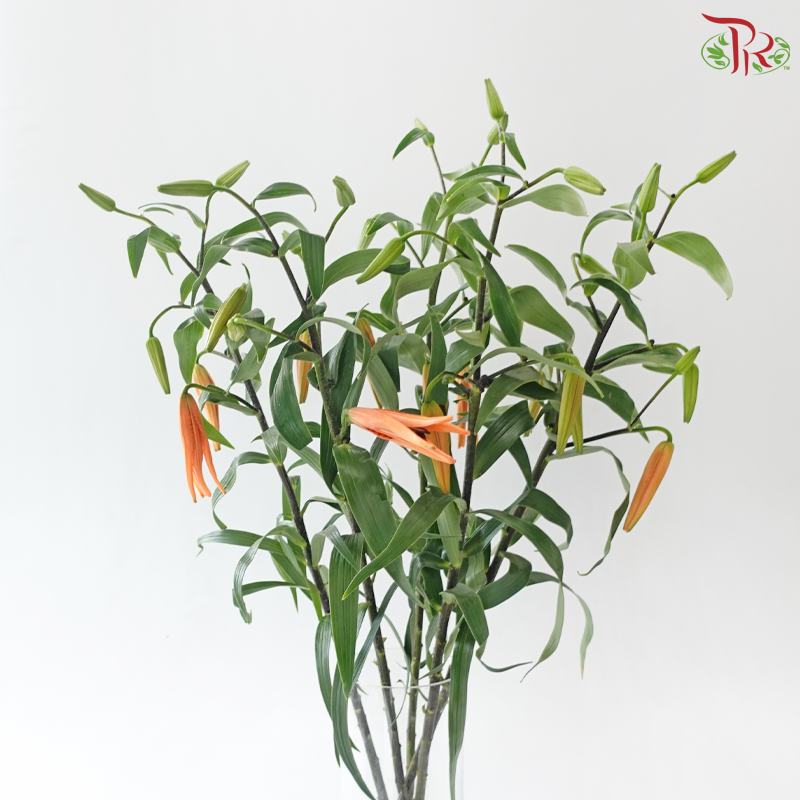 Baby Tiger Lily 4+ - Orange (5 Stems)