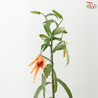 Lancifolium (2/3+) - Orange (5 Stems)