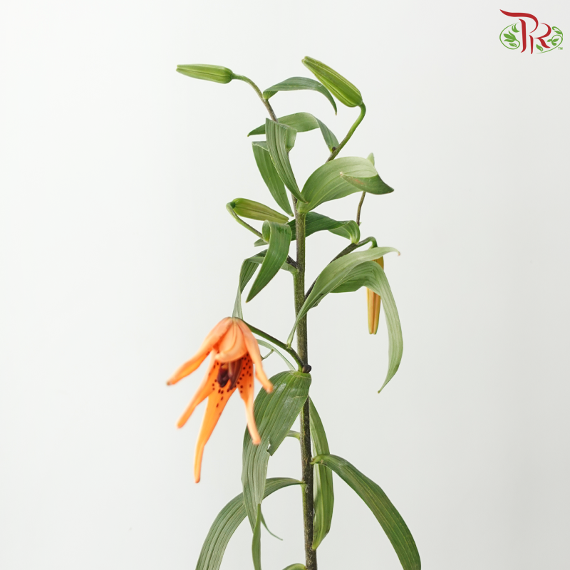 Baby Tiger Lily 4+ - Orange (5 Stems)