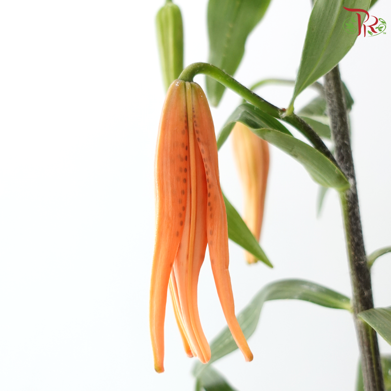 Baby Tiger Lily 4+ - Orange (5 Stems)