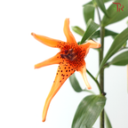 Lancifolium (2/3+) - Orange (5 Stems)