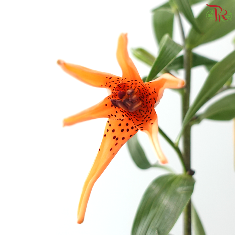 Baby Tiger Lily 4+ - Orange (5 Stems)