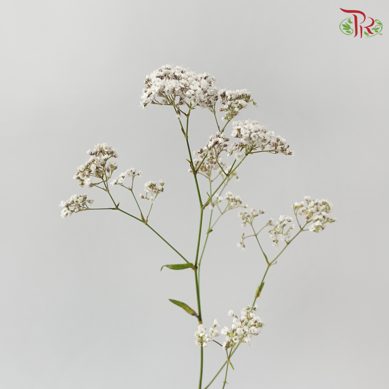 Baby Breath Million Daisy (10 Stems)