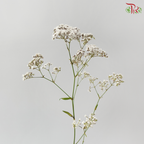 Baby Breath Million Daisy (10 Stems)
