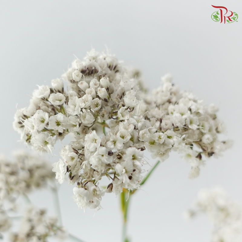 Baby Breath Million Daisy (10 Stems)