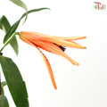 Lancifolium (2/3+) - Orange (5 Stems)