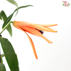 Lancifolium (2/3+) - Orange (5 Stems)