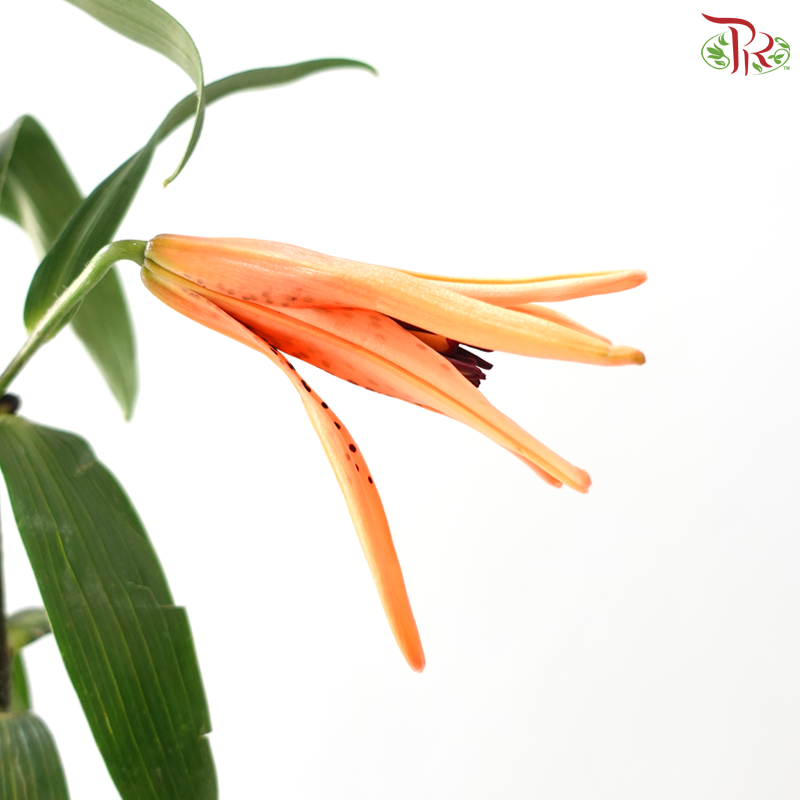 Baby Tiger Lily 4+ - Orange (5 Stems)