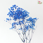 Preserved Baby's Breath - Dark Blue