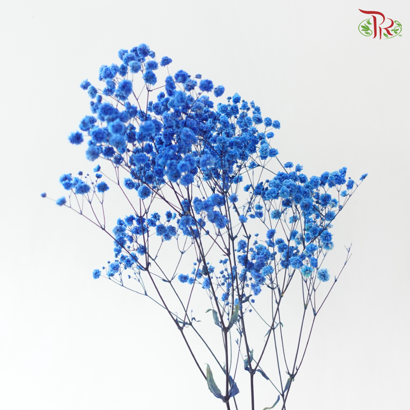 Preserved Baby's Breath - Dark Blue
