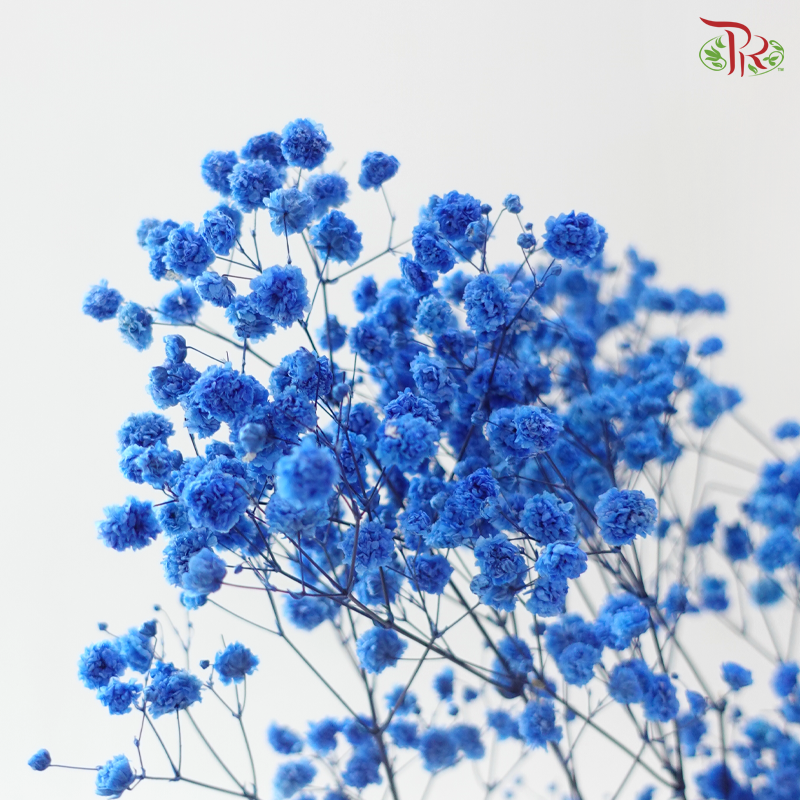 Preserved Baby's Breath - Dark Blue