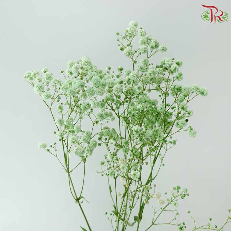 Baby's Breath Dyed - Light Mint (0.4-0.5kg)