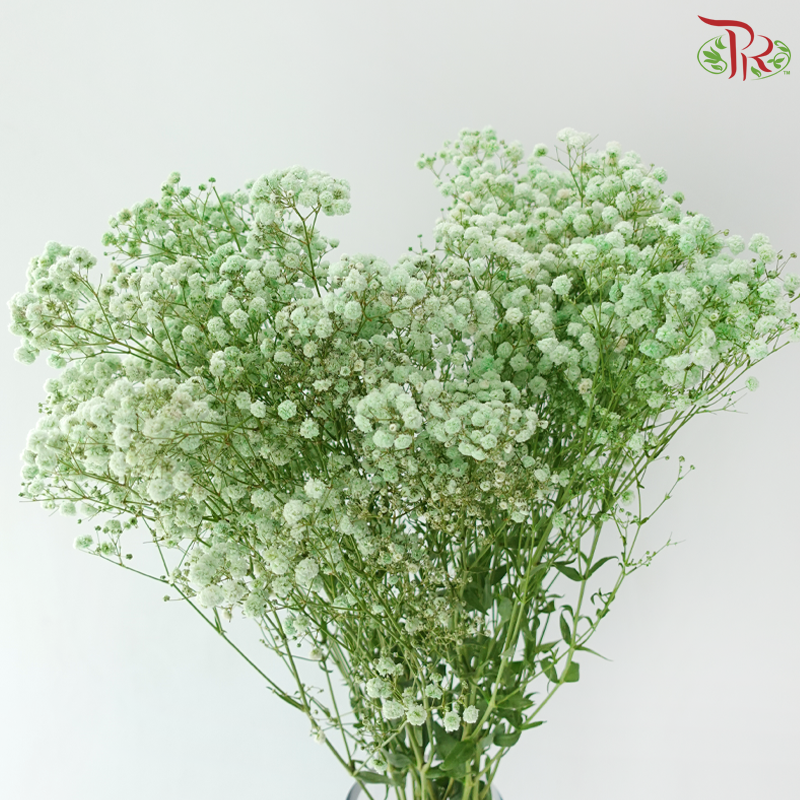 Baby's Breath Dyed - Light Mint (0.4-0.5kg)
