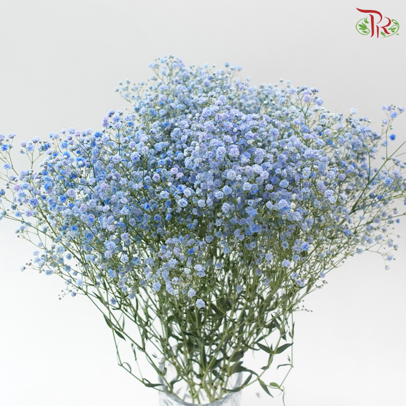 Baby's Breath - Bright Blue (0.4-0.5 kg)