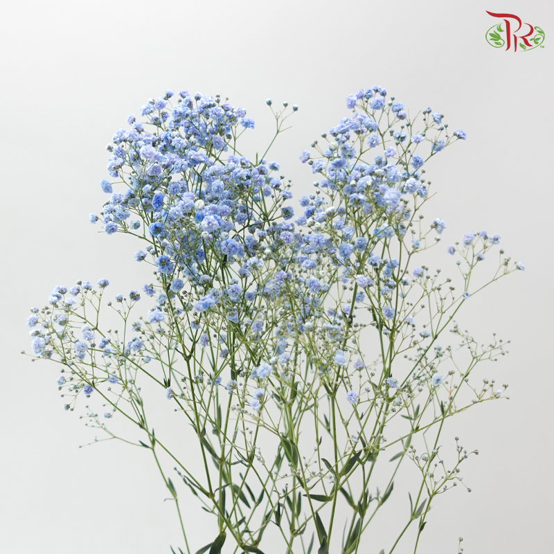 Baby's Breath - Bright Blue (0.4-0.5 kg)